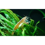 The-Amazing-Algae-Eating-Shrimp-in-Freshwater-Aquarium-Bamboo-Shrimp3-630x380