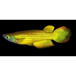 Aplocheilus-lineatus-Gold-CI-2012