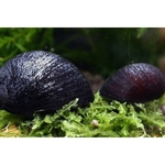 black-helmet-nerite-snail-neritina-pulligera