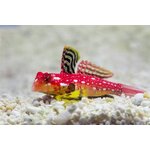 Ruby-Red-Dragonet-Fish-Featured-image-by-animalsindetail