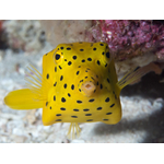 Yellow_boxfish_(Ostracion_cubicus)_(46722836601)