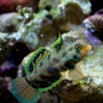 Synchiropus-Picturatus-500x500