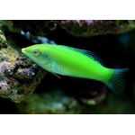 halichoeres_chloropterus_green_wrasse_5883