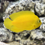 lg_Yellow_Angelfish