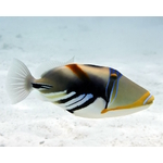 poisson-baliste-picasso-rhinecanthus-aculeatus-03