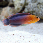 lg_36956_Dilectis_Dottyback