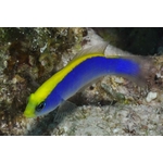 species_6c_5e8bf1150d0ce.w1000.h666