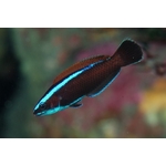 pseudodax-moluccanus-5b23acafb7874396955e49d3e0fac0db
