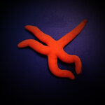 linckia_spp._red-orange_