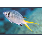 ChromisOpercularisGRAllen