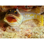 yellowbarredjawfish3