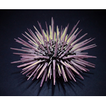 echinometra_mathaei_premium_color_2_wm