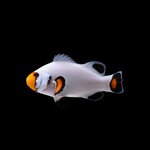 Platinum-Clownfish