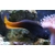 bicolorblenny1