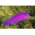 Pictichromis_porphyreus_630w
