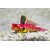 Ruby-Red-Dragonet-Fish-Featured-image-by-animalsindetail