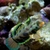 Synchiropus-Picturatus-500x500