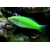 halichoeres_chloropterus_green_wrasse_5883
