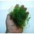 12-cup-live-chaetomorpha-algae-marine-plant-reef-chaetomorpha