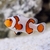 lg_102082_Premium_Gladiator_Clownfish_0209171_103