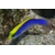 species_6c_5e8bf1150d0ce.w1000.h666