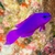pseudochromis-fridmani-histoires-deaux_PRODUIT_LARGE