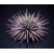 echinometra_mathaei_premium_color_2_wm