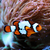 amphiprion-ocellaris-snowflake-s-poisson-clown-elevage-taiwan
