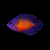 centropyge_bispinosa3_wm_3