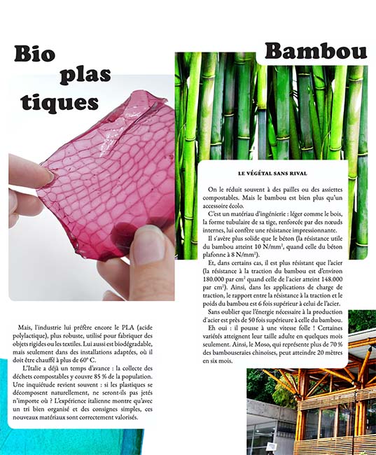 bambou