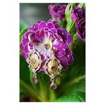 BO_DIAPERIS_ALEXANDRIE_AMETHYSTE_1