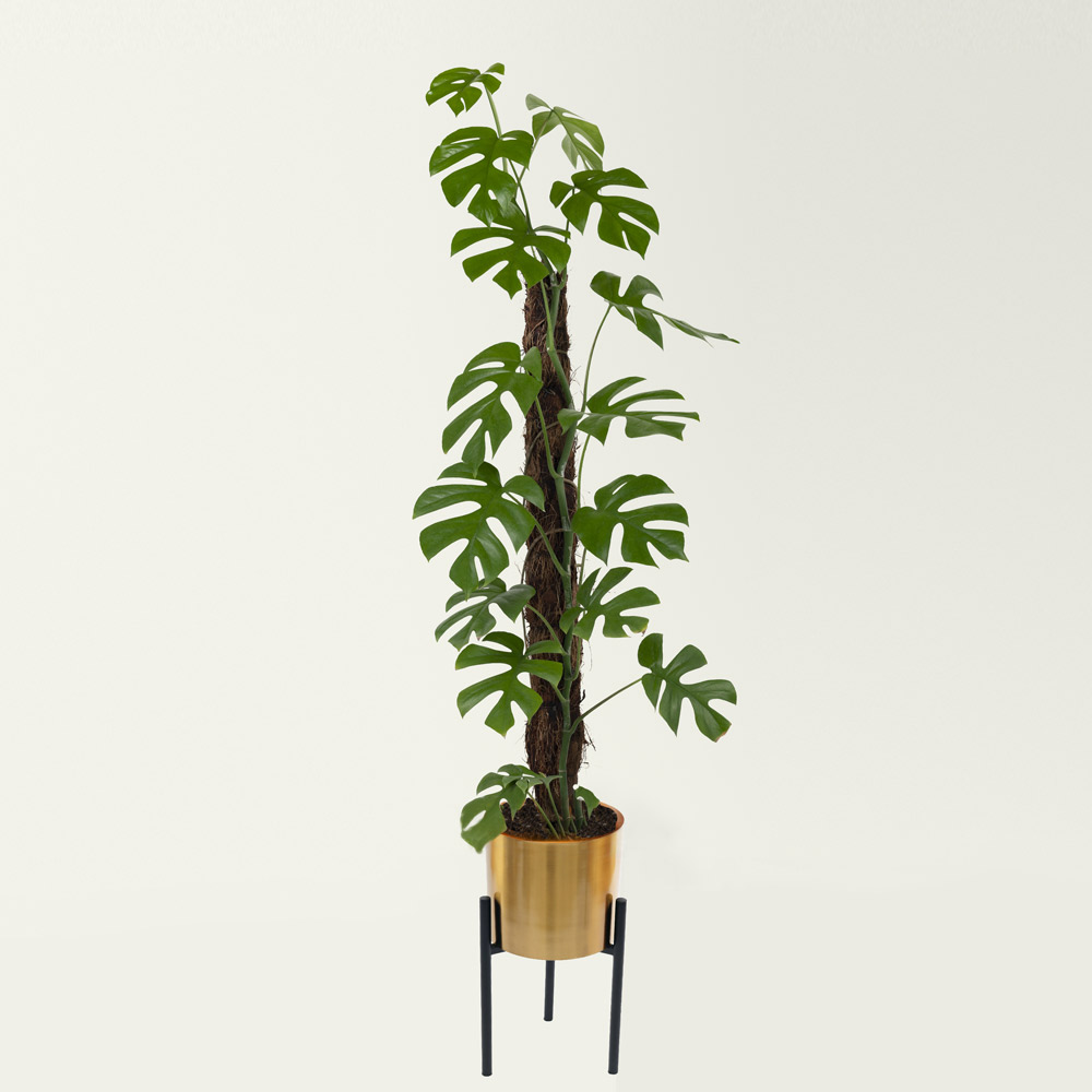 Cache Pot métallique doré sur pied 31cm