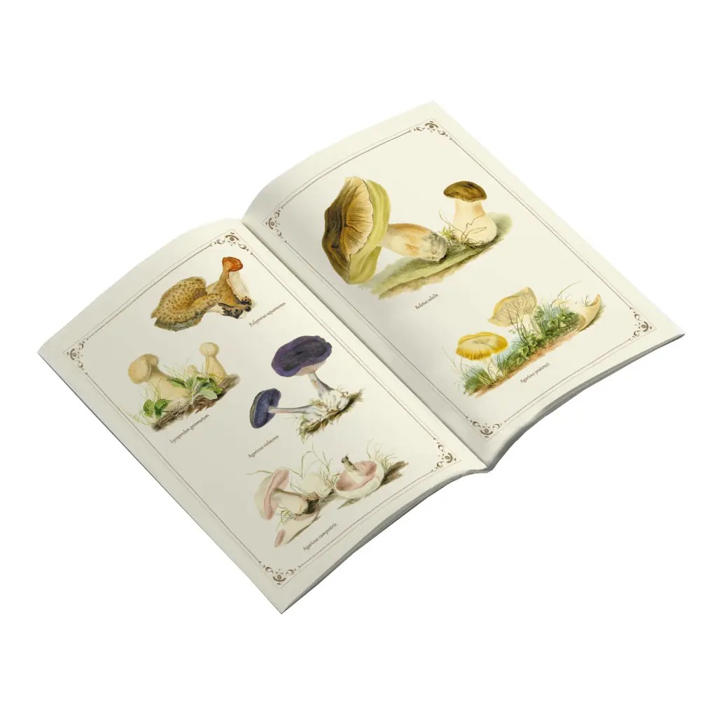 Cahier Imagier Champignons - Gwenaëlle Trolez Créations