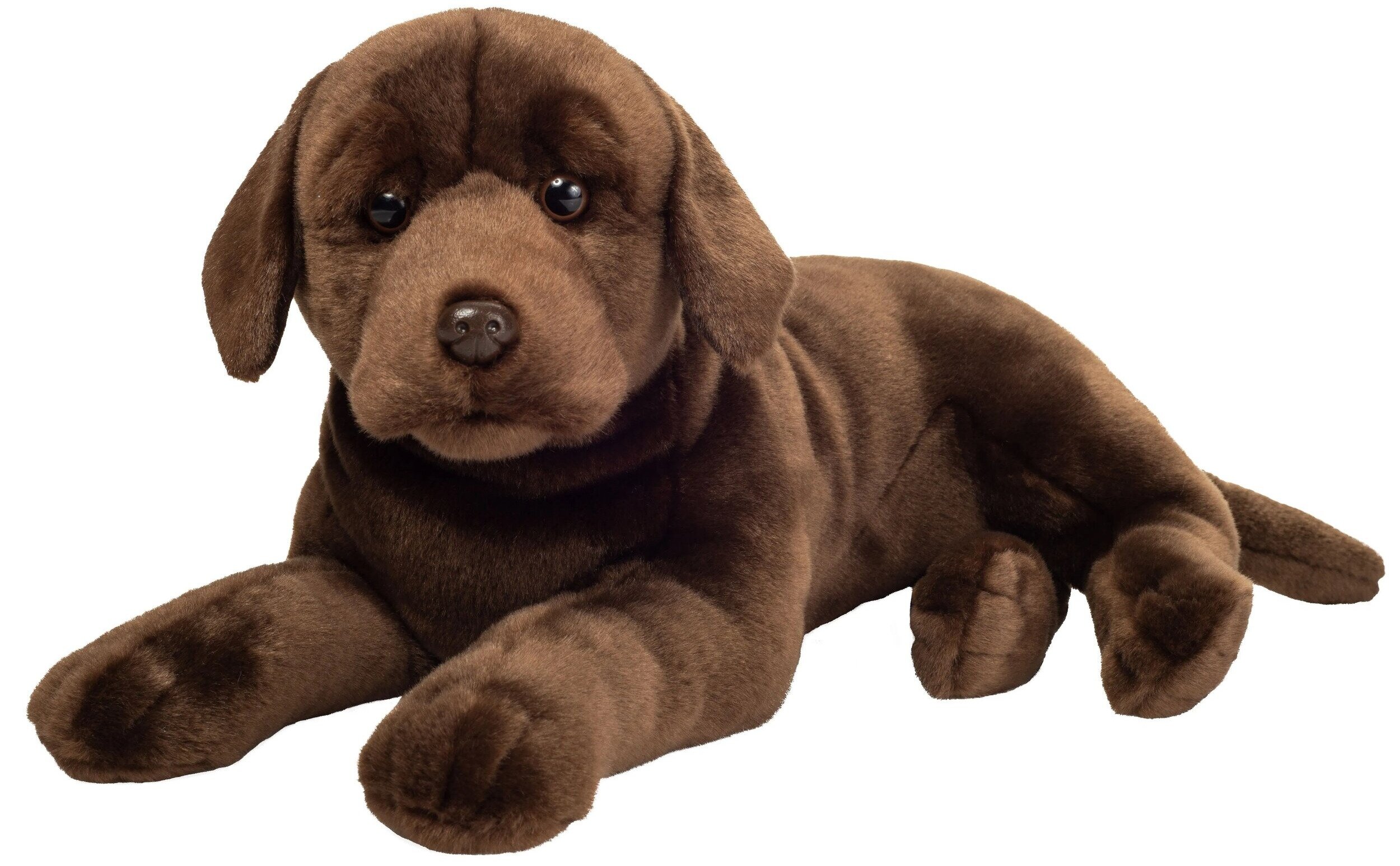 Labrador 2