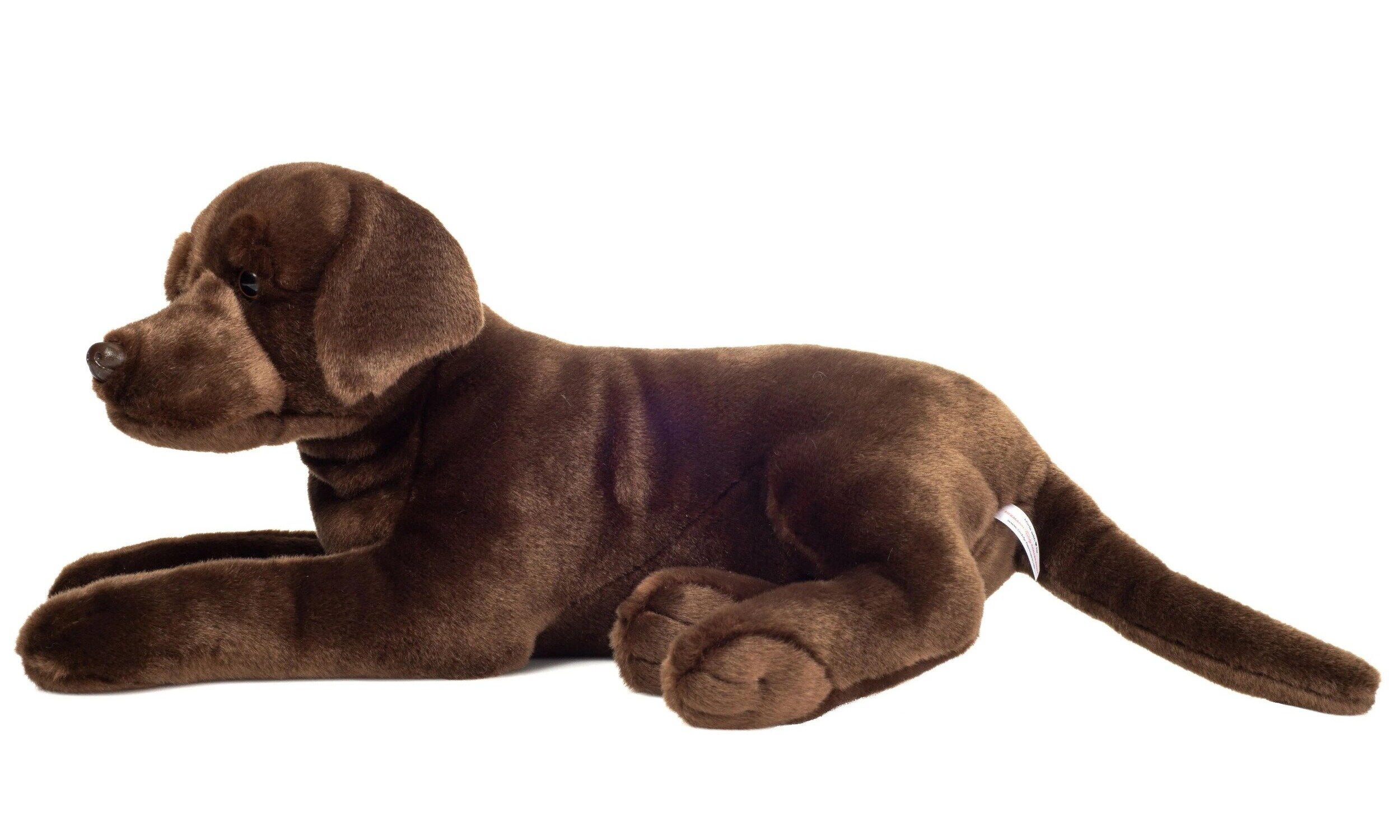Labrador 1