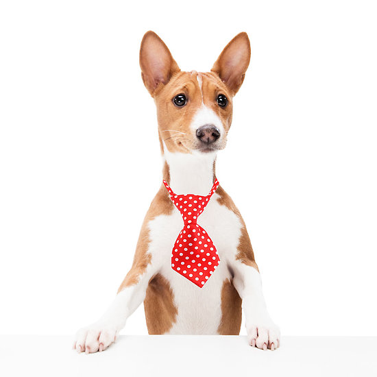 Cravate pour chien ou chat - Rouge à pois