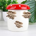 17953-Mushroom Grow Kit-2