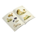 Cahier Imagier Champignons - Gwenaëlle Trolez Créations
