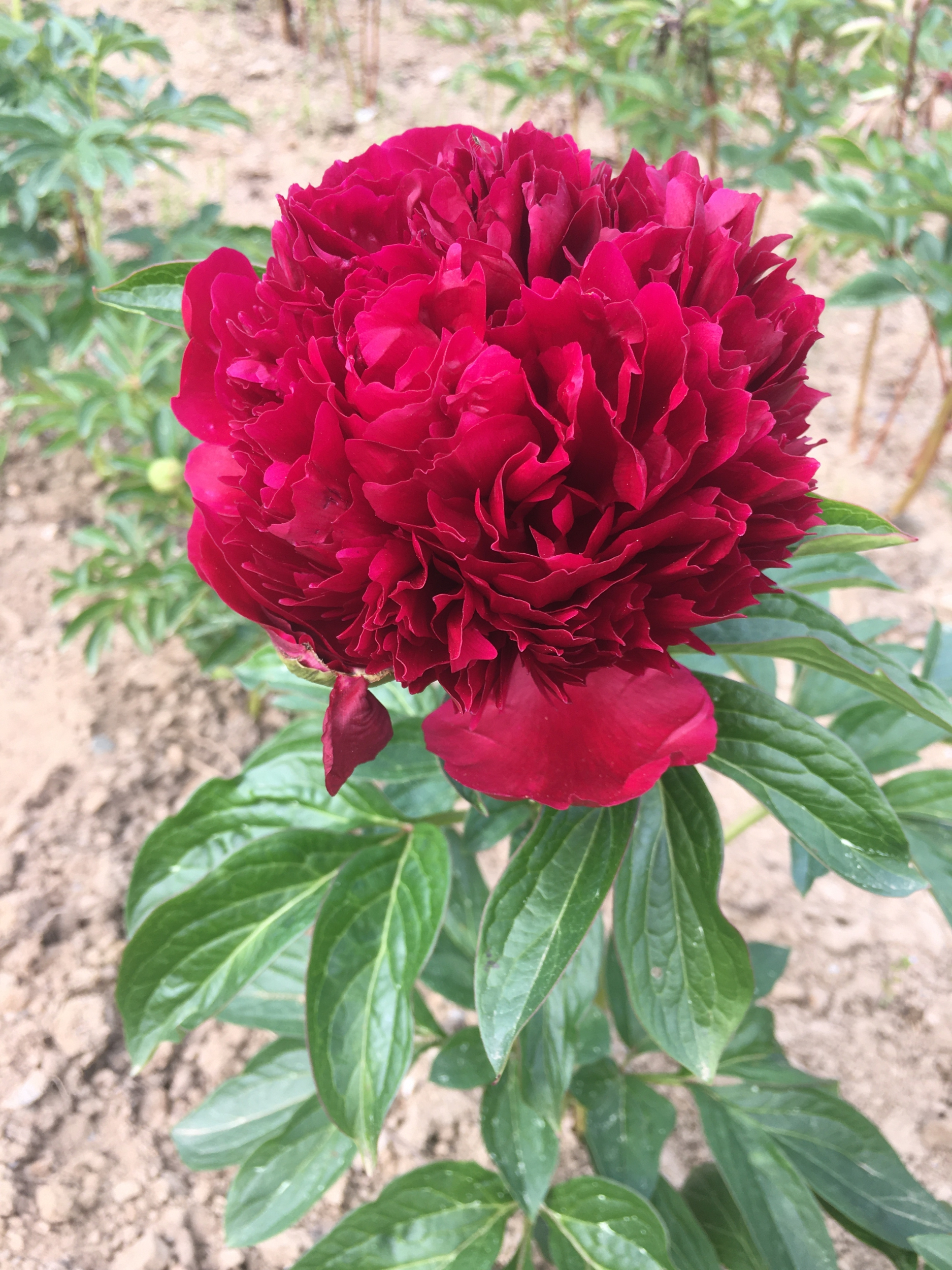Herbaceous peony RED CHARM