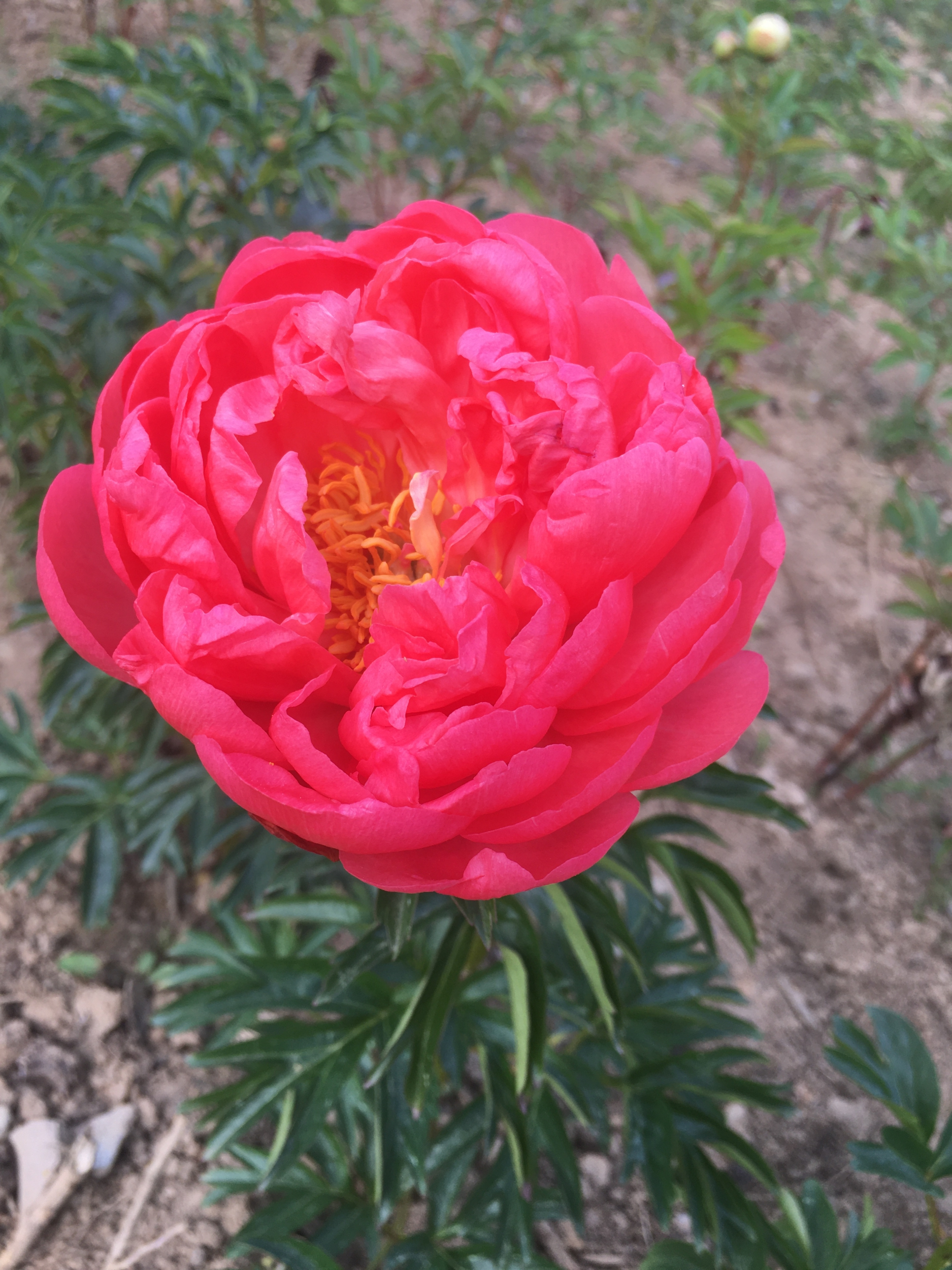 Herbaceous peony Coral sunset