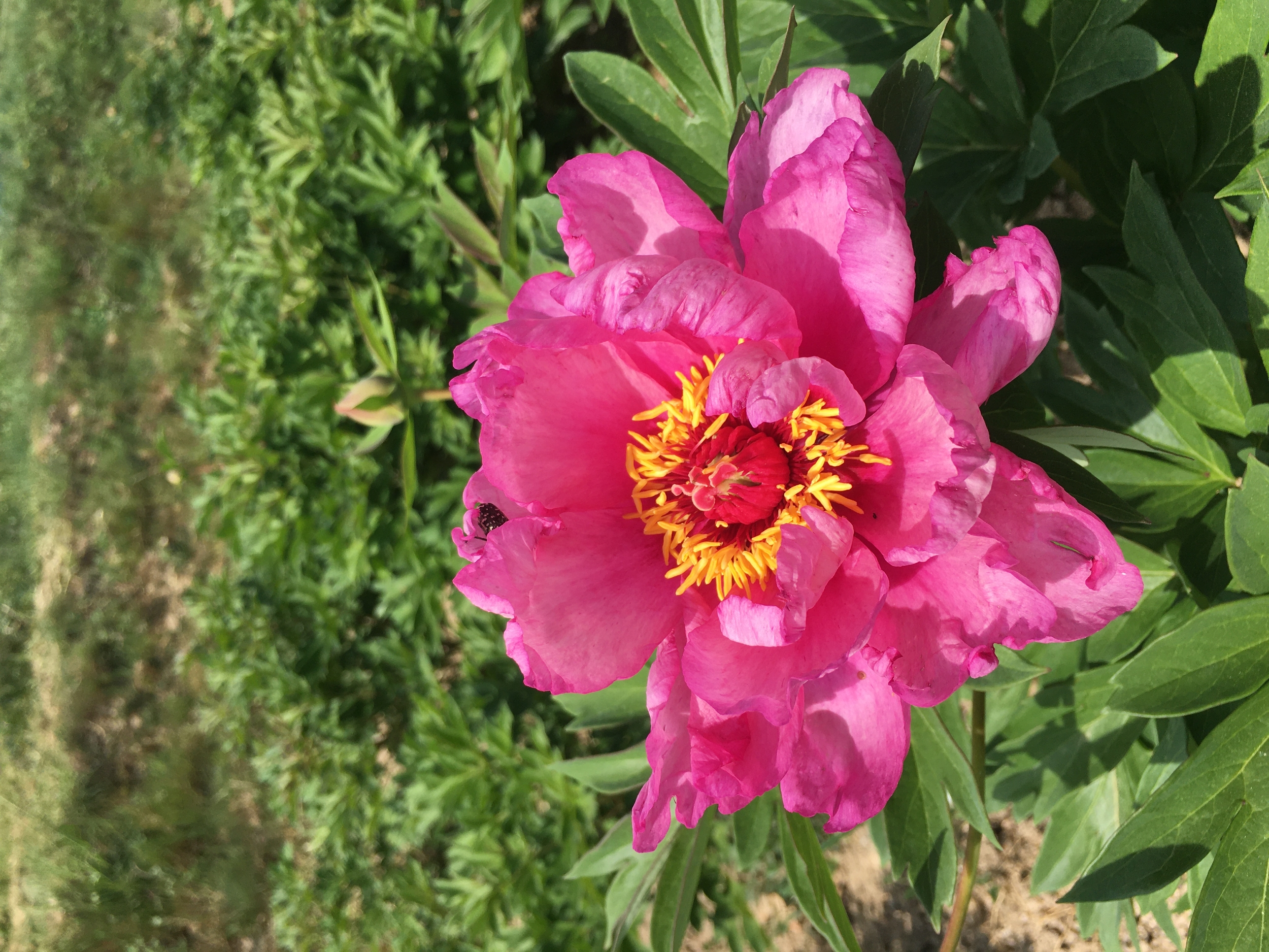 Peony itoh hybrid First arrival