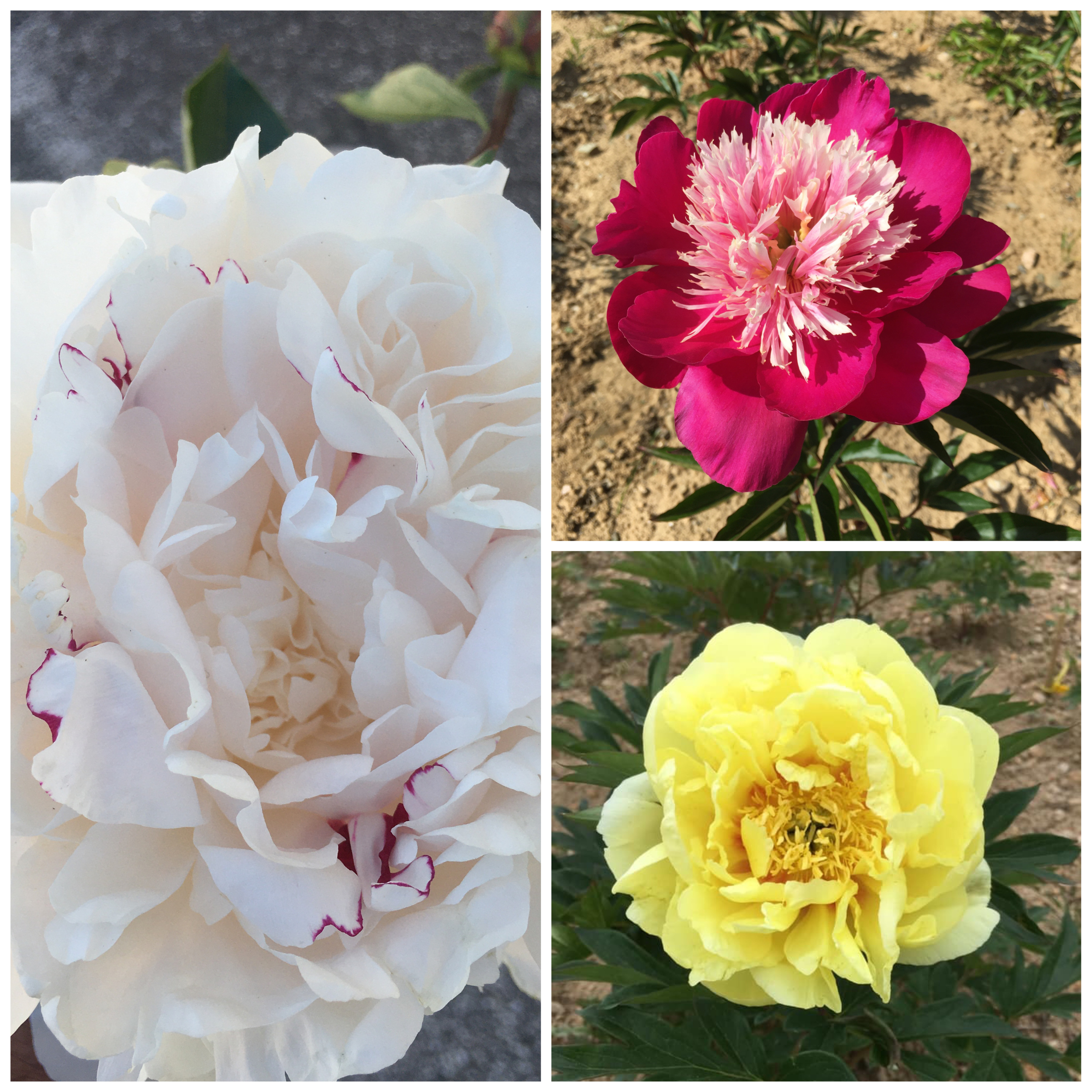 Herbaceous itho peonies pack