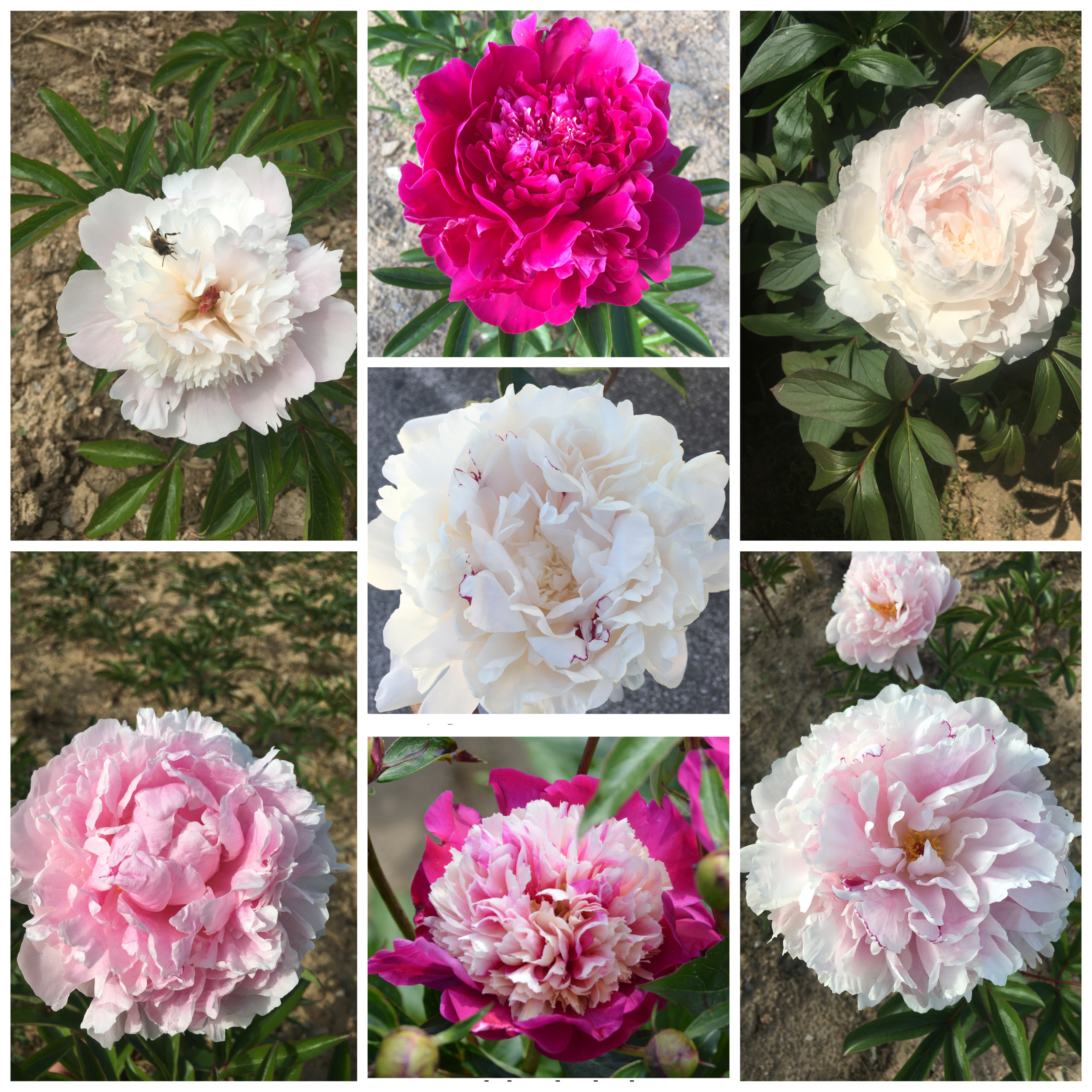 Scented Herbaceous Peonies Maxi Pack