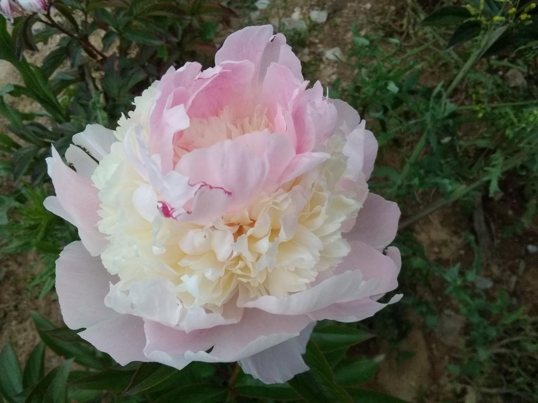 Herbaceous Peony Top Brass