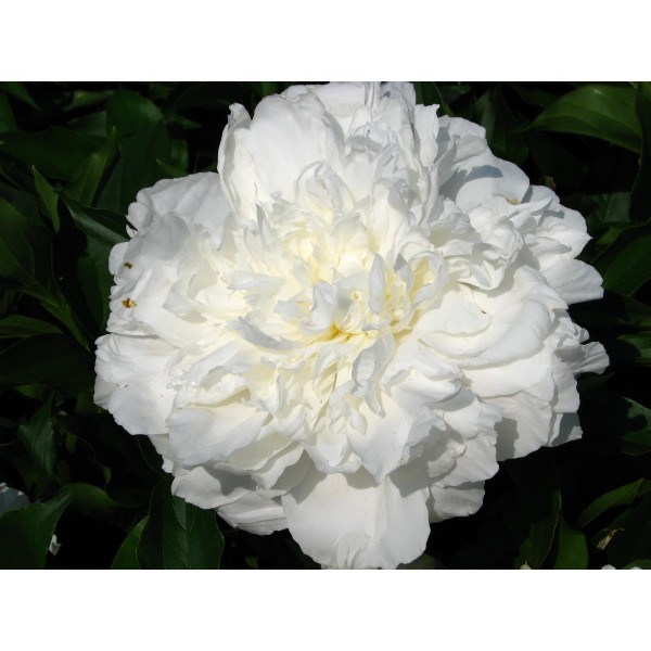 herbaceous Peony Shirley Temple