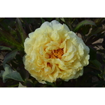 PIVOINE ARBUSTIVE AGE OF GOLD