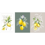 kit-couture-debutant-torchons-citrons-coton