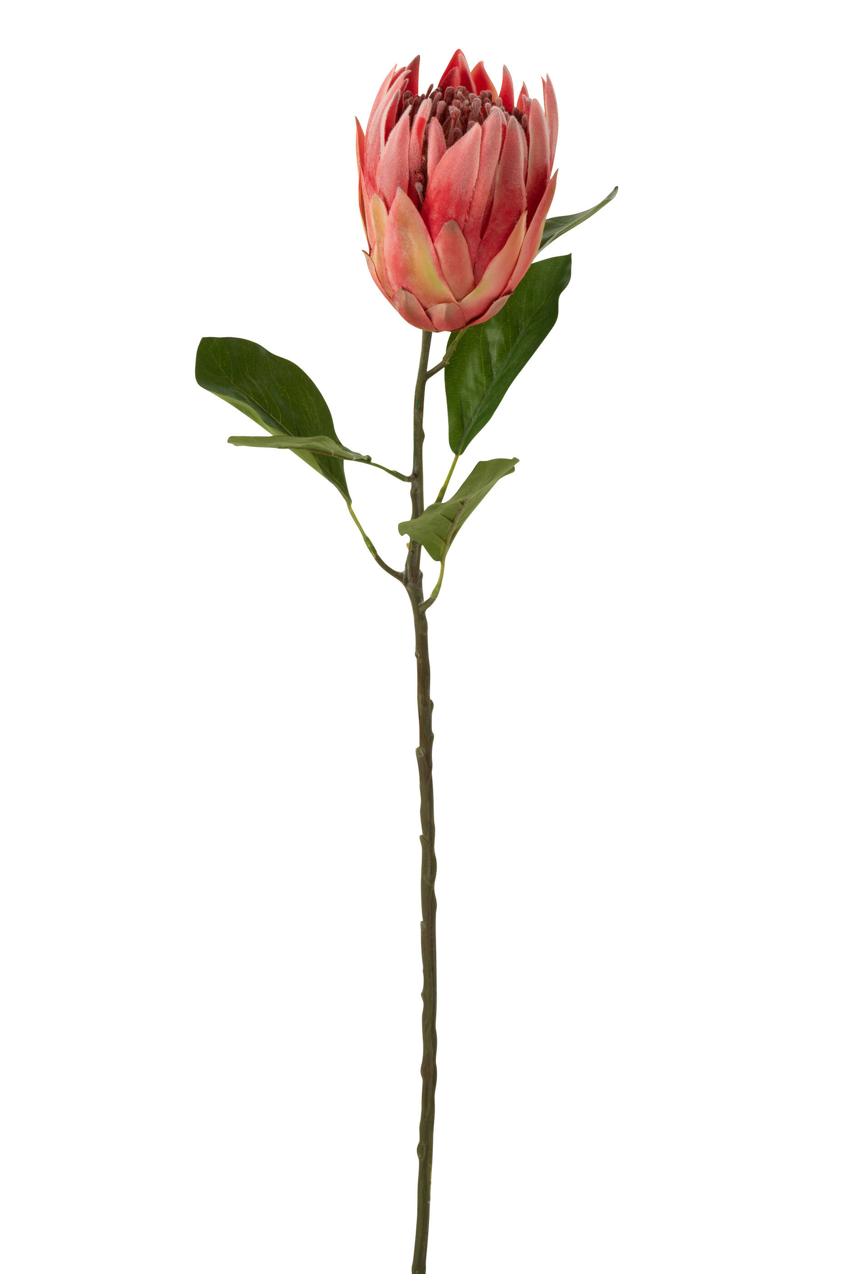 12459