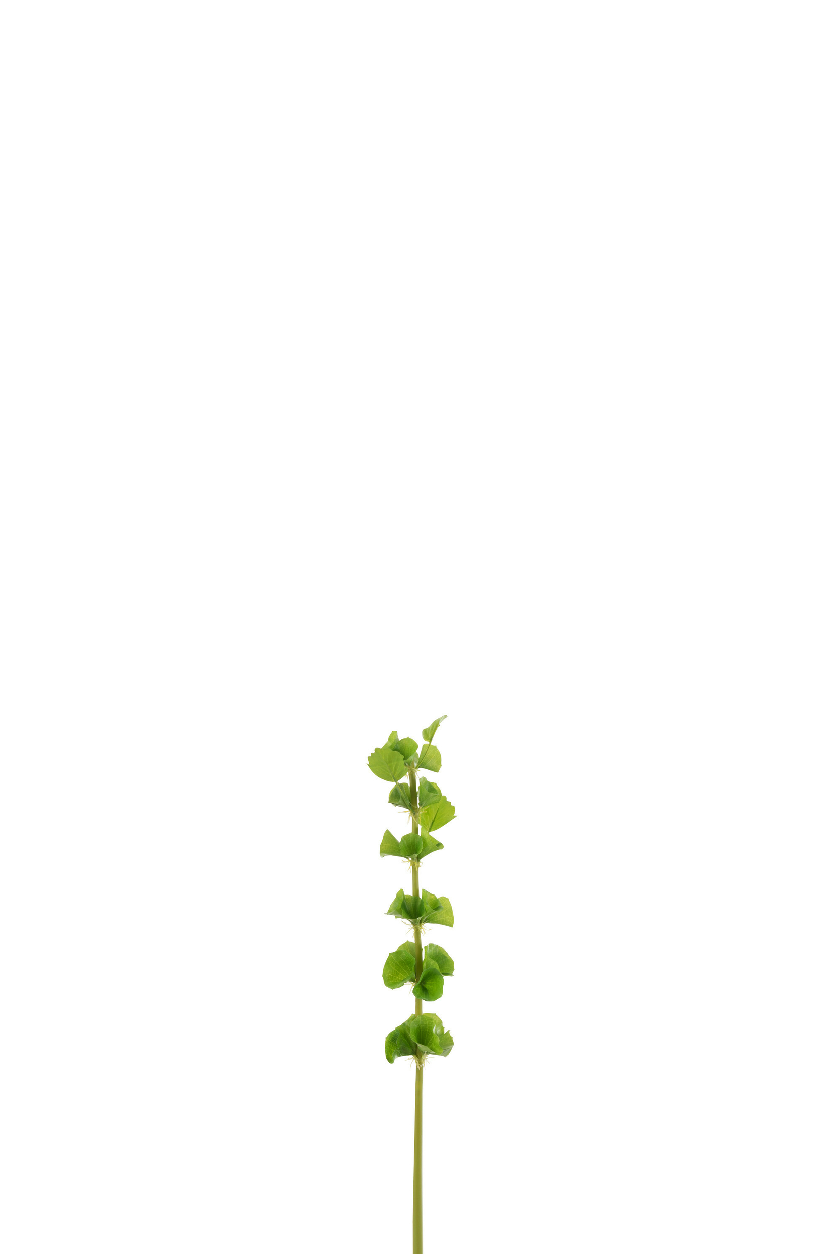12509