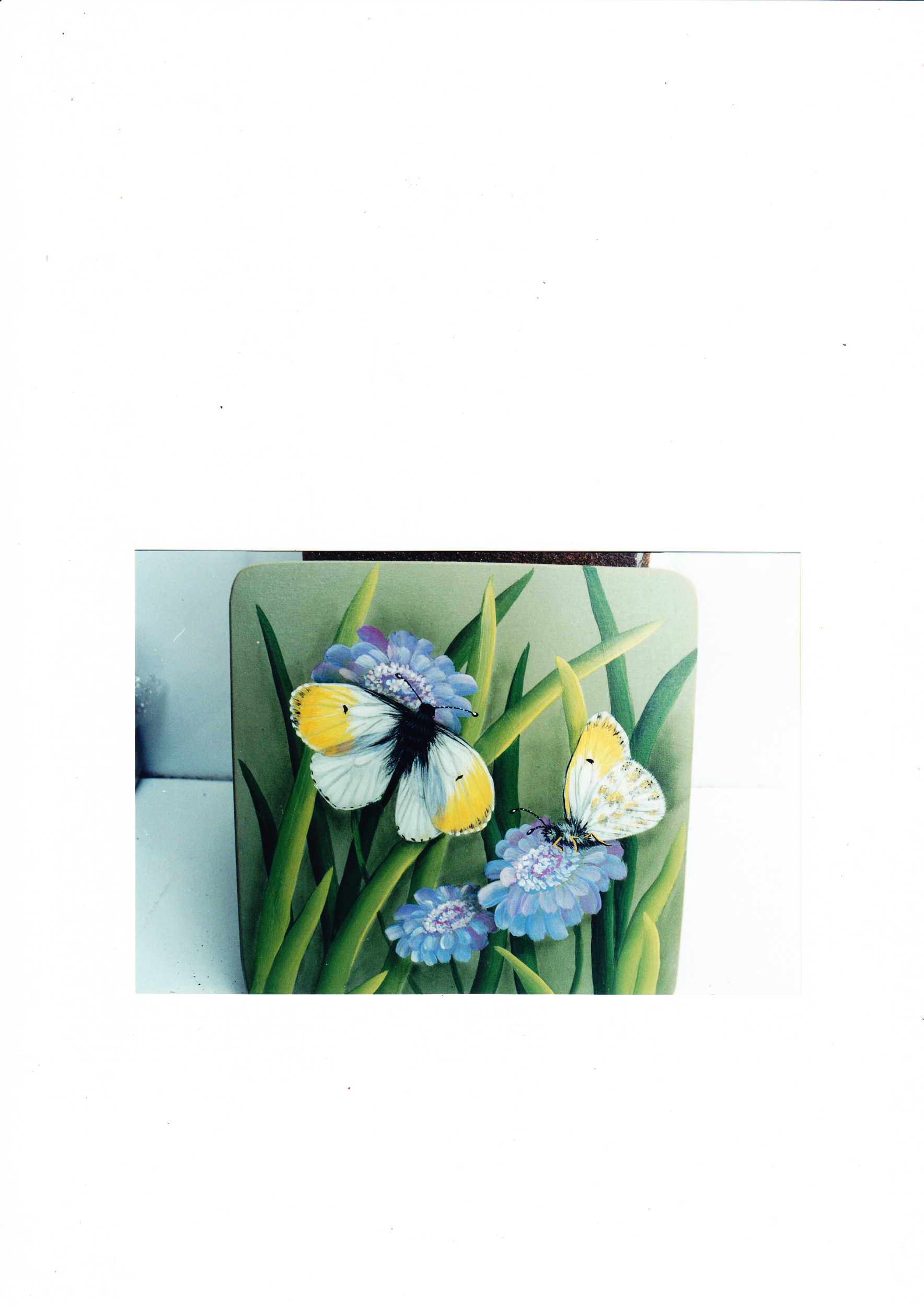 Orange Tip Butterfly & Scabiosa Flowers - K Hubbard